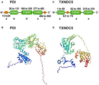 The role and mechanism of TXNDC5 in disease progression